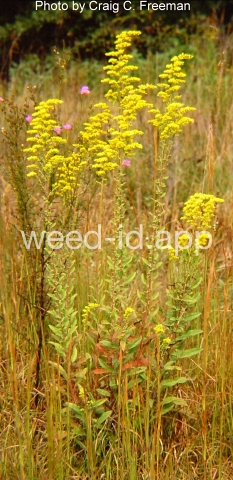 goldenrod, gray